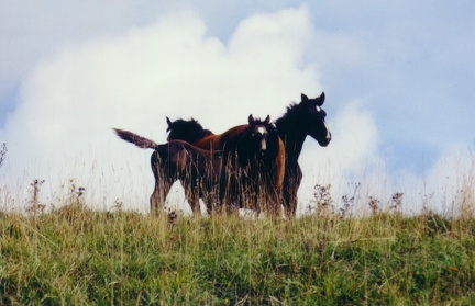 032 horses at pasture, Mt. Subasio