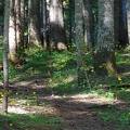 2968 IMGP0885
